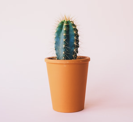 관엽식물